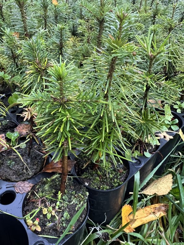 Fjelledelgran Sibirica