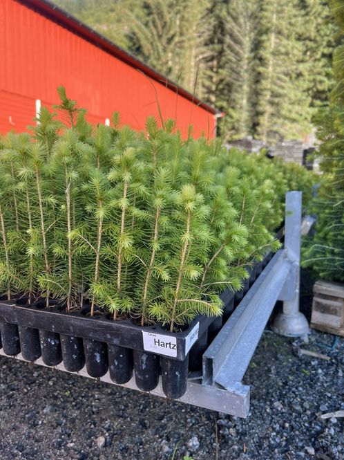 Hovedbilde Gran Oberhartz 2/0 M95